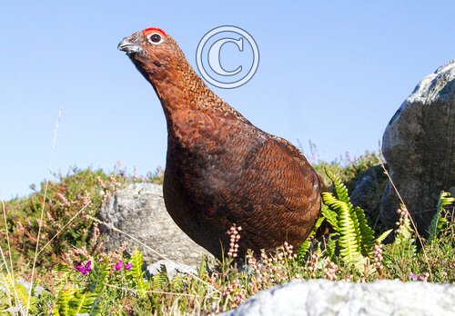 Red Grouse DM1605